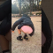 【DAY 09】100日以内にエガちゃんの三点倒立を成功させる女 / three point handstand challenge!!