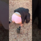 【DAY 10】100日以内にエガちゃんの三点倒立を成功させる女 / three point handstand challenge!!