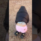 【DAY 12】100日以内にエガちゃんの三点倒立を成功させる女 / three point handstand challenge!!